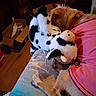 dog, plush_toy, couch, pink_shirt, indoor, wooden_floor, box, furniture, stuffed_animal, brown_dog, fabric, relaxing, pet, toy, home, cozy, animal, domestic, resting, casual