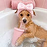 dog, bath, bubble_bath, pink, headband, bow, towel, cup, straw, relaxing, pet, canine, water, bathtub, foam, cute, animal, indoor, pink_tiles, spa