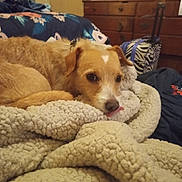 Honey is registered to the contest to win money with this photo: dog, blanket, indoor, furniture, bedroom, cozy, brown_dog, carpet, relaxed, tongue_out, wooden_drawer, luggage, clothing, decor, photo_frame, door, soft_texture, resting, pet, home