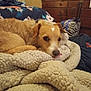 dog, blanket, indoor, furniture, bedroom, cozy, brown_dog, carpet, relaxed, tongue_out, wooden_drawer, luggage, clothing, decor, photo_frame, door, soft_texture, resting, pet, home