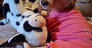 Honey joined the competition — help win amazing prizes! animal, blanket, brown_dog, casual, companion, couch, cow_toy, cozy, curious, dog, domestic, fur, indoor, pet, pink_shirt, plush_toy, relaxed, soft_lighting, stuffed_animal, toy