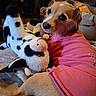 dog, plush_toy, cow_toy, pink_shirt, indoor, pet, fur, curious, cozy, soft_lighting, couch, blanket, toy, animal, domestic, relaxed, brown_dog, stuffed_animal, companion, casual
