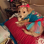 Honey is registered to the contest to win money with this photo: animal, bed, blanket, bone_toy, cable, casual, clothing, colorful, cozy, cute, decor, dog, furniture, game_controller, indoor, pet, pillow, resting, small_dog, tutu