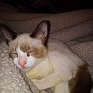 Muffin joined the competition — help win amazing prizes! cat, sleeping, cozy, blanket, indoor, pet, fur, resting, closeup, cute, animal, mammal, whiskers, ears, soft, comfort, relaxation, domestic, feline, nap