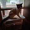 Muffin joined the competition — help win amazing prizes! cat, indoor, window, air_conditioner, pet, animal, feline, platform, resting, shadow, light, wood, home, quiet, curious, tail, ears, daylight, furniture, room