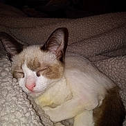 Muffin is registered to the contest to win money with this photo: cat, sleeping, cozy, blanket, fur, pet, indoor, cute, relaxed, animal, whiskers, ears, paw, resting, soft, comfort, domestic, mammal, cute_pet, nap