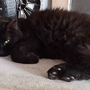 Cleopatra joined the competition — help win amazing prizes! cat, black_cat, fluffy, pet, animal, indoor, relaxed, lying_down, paw, green_eyes, sock, wheel, concrete, resting, fur, whiskers, cute, domestic_animal, mammal, sleepy