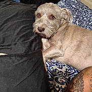 Fatboy joined the competition — help win amazing prizes! dog, pet, bed, blanket, pillow, tattoo, indoor, resting, brown_dog, animal, fur, canine, patterned_blanket, human_arm, relaxing, closeup, comfort, sleepy, companion, domestic_animal