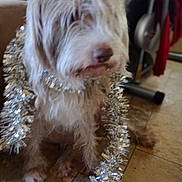 Mary joined the competition — help win amazing prizes! dog, tinsel, brown_dog, indoor, floor, tile_floor, furry, pet, festive, decorations, holiday, christmas, blurry, sitting, cute, animal, domestic_animal, fur, companionship, household
