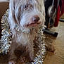 animal, blurry, brown_dog, christmas, companionship, cute, decorations, dog, domestic_animal, festive, floor, fur, furry, holiday, household, indoor, pet, sitting, tile_floor, tinsel