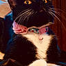 cat, black_and_white_cat, tiara, collar, bell, cushion, indoor, pet, animal, whiskers, yellow_eyes, fur, cute, posing, looking_up, domestic_cat, feline, decor, wooden_door, curtain