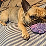 dog, french_bulldog, bed, plush_toy, striped_bedspread, brown_dog, pet, animal, indoor, resting, toy, cozy, blanket, paw, lying_down, cute, domestic_animal, sleepy, fur, companion