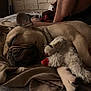 dog, french_bulldog, sleeping, stuffed_toy, blanket, bed, cozy, indoor, pet, animal, resting, fur, snug, companion, relaxation, cuddle, leg, soft_lighting, home, quiet