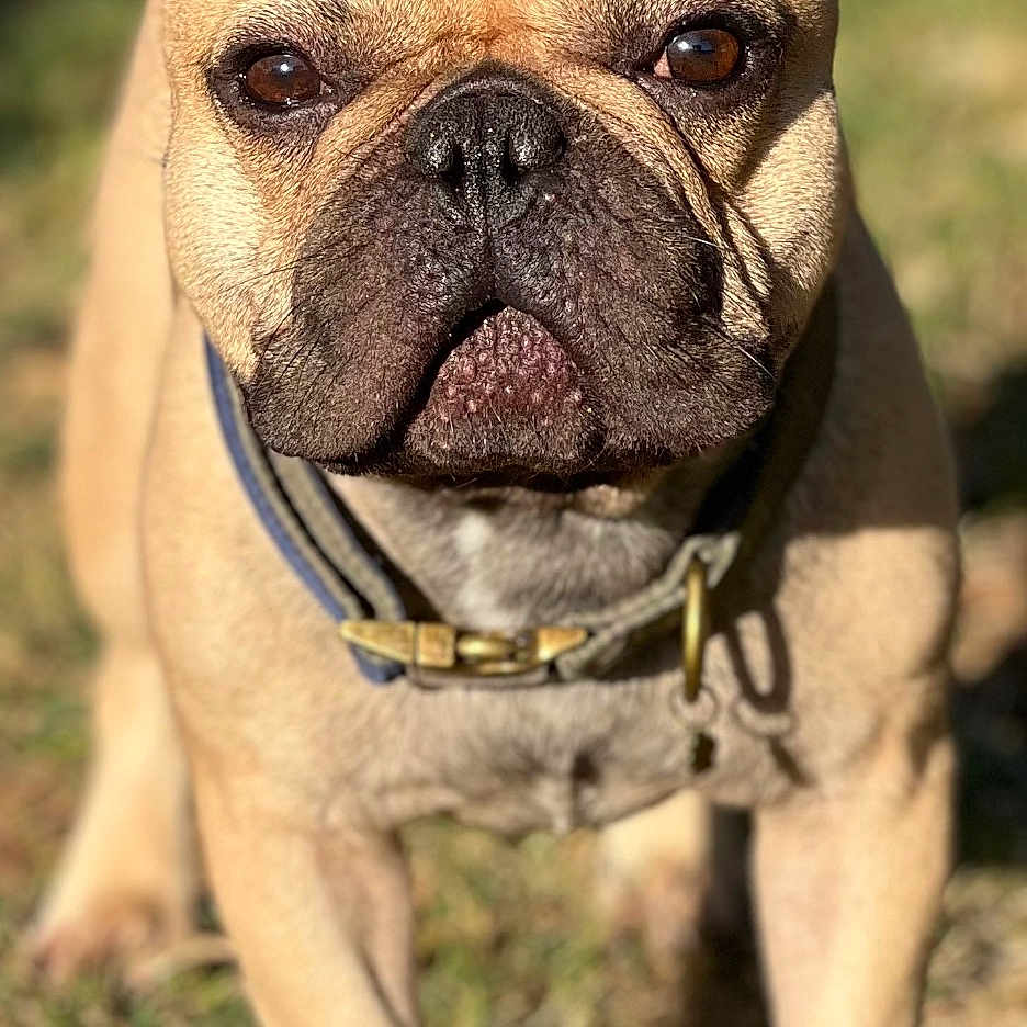 Sonic Dexter Chapa is registered to the contest to win money with this photo: animal, brown, canine, closeup, collar, cute, dog, domestic_animal, ears, face, french_bulldog, grass, mammal, outdoor, pet, portrait, snout, standing, sunlight, wrinkles