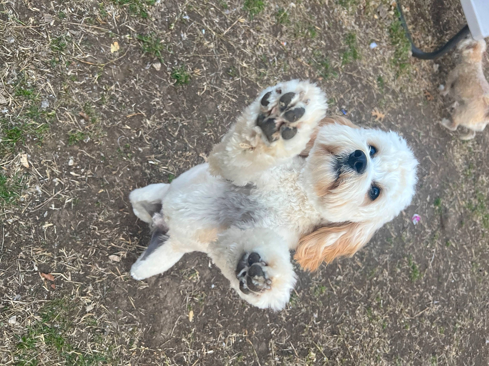 Benji joined the competition — help win amazing prizes! canidae, carnivore, companion_dog, dog, dog_breed, fawn, fur, grass, hoary_marmot, paw, puppy, snout, soil, sporting_group, street_dog, tail, terrestrial_animal, terrier, toy_dog, wildlife