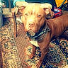 dog, brown_dog, pit_bull, pet, animal, canine, sitting, standing, collar, leash, chain, white_chest, brown_fur, floppy_ears, looking_at_camera, indoor, rug, chair, furniture, luggage