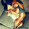 dog, hairless_dog, sphynx_like, pet, animal, lying_down, upside_down, couch, sofa, blanket, clothing, bag, cable, indoor, home, relaxed, sleeping, wrinkled, brown, funny