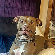 Gator joined the competition — help win amazing prizes! dog, pit_bull, brown_dog, white_chest, heart_shaped_marking, pet, animal, portrait, sitting, lying_down, indoors, bed, blanket, pillow, bedroom, curtain, air_conditioner, collar, chain, short_hair