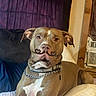 dog, pit_bull, brown_dog, white_chest, heart_shaped_marking, pet, animal, portrait, sitting, lying_down, indoors, bed, blanket, pillow, bedroom, curtain, air_conditioner, collar, chain, short_hair