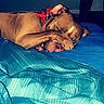 dog, dogs, sleeping, nap, bed, bedroom, blue_bedding, collar, red_collar, brown_dog, tan_dog, short-haired, resting, lying_down, cozy, indoor, pet, animal, relaxed, cuddling