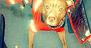 Gator joined the competition — help win amazing prizes! dog, pet, canine, red_clothing, costume, standing, indoors, floor, leash, collar, chain, brown_dog, short_hair, portrait, looking_at_camera, flash_photography, living_room, furniture, colorful, playful