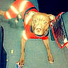 dog, pet, canine, red_clothing, costume, standing, indoors, floor, leash, collar, chain, brown_dog, short_hair, portrait, looking_at_camera, flash_photography, living_room, furniture, colorful, playful