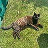 Iris participe au concours pour gagner de l'argent avec cette photo : animal, cat, daylight, ears, feline, fur, grass, green, lying_down, mammal, nature, outdoor, pet, relaxed, resting, shadow, sunlight, tail, tortoiseshell, whiskers