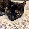 Iris participe au concours pour gagner de l'argent avec cette photo : animal, beige, cat, closeup, cozy, cushion, cute, ears, eyes, face, feline, fur, indoor, looking, pet, portrait, relaxed, resting, texture, tortoiseshell