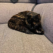 Iris participe au concours pour gagner de l'argent avec cette photo : animal, black, blanket, brown, cat, closeup, couch, cozy, curled_up, fabric, feline, hat, homedecor, indoor, pet, relaxing, resting, soft_lighting, texture, tortoiseshell