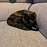 animal, black, blanket, brown, cat, closeup, couch, cozy, curled_up, fabric, feline, hat, homedecor, indoor, pet, relaxing, resting, soft_lighting, texture, tortoiseshell