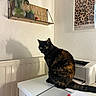 cat, cozy, desk, domestic_animal, flower_vase, furniture, home_office, indoor, leopard_print, paper, pet, plants, poster, printer, roses, shadow, shelf, tortoiseshell, wall, white