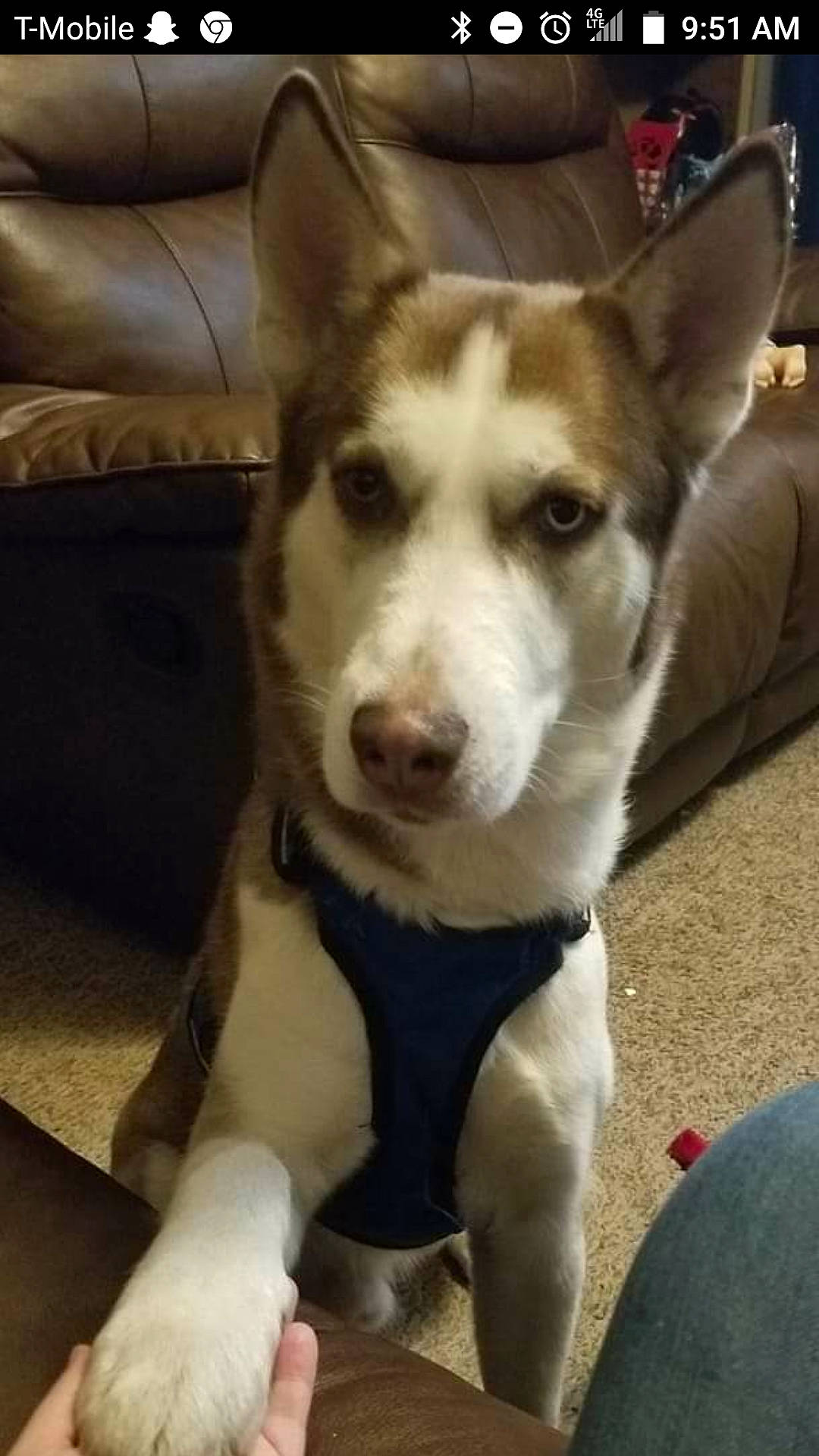 Niko joined the competition — help win amazing prizes! canidae, carnivore, dog, dog_breed, ear, jaw, labrador_husky, mammal, northern_inuit_dog, rare_breed_dog, sakhalin_husky, seppala_siberian_sleddog, siberian_husky, sled_dog, snout, tamaskan_dog, vertebrate, whiskers, wolfdog, working_dog