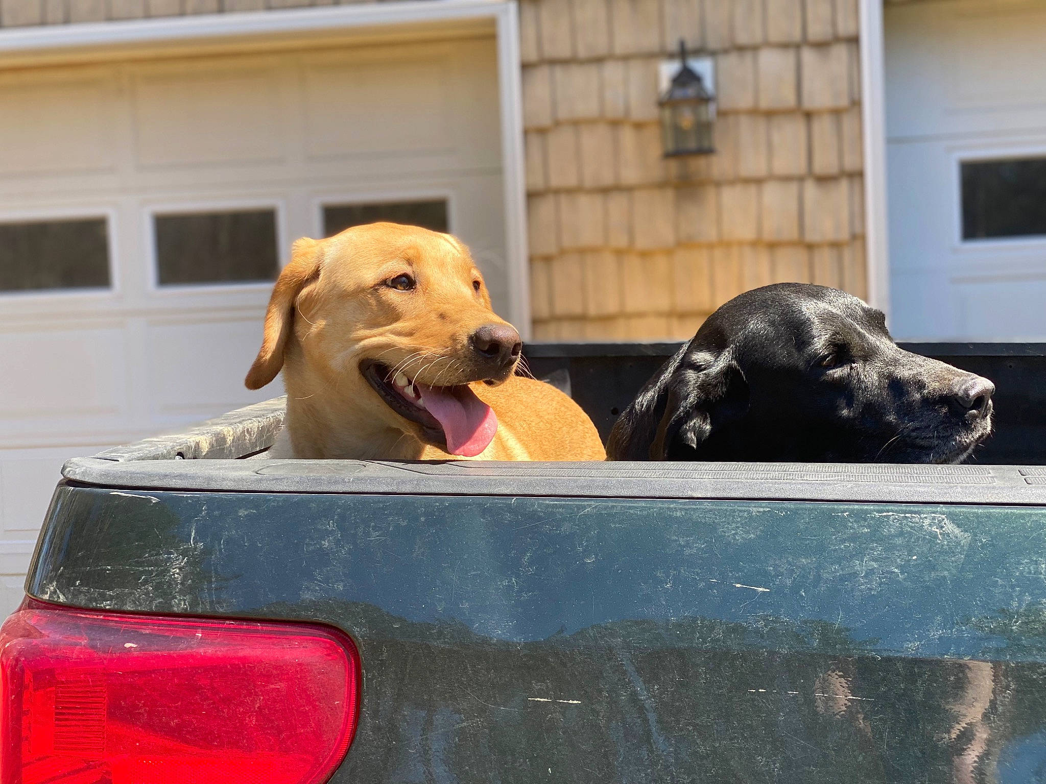 Amber joined the competition — help win amazing prizes! automotive_design, automotive_exterior, automotive_lighting, automotive_tail_brake_light, bumper, car, carnivore, companion_dog, dog, dog_breed, fawn, hood, motor_vehicle, plant, snout, tints_and_shades, vehicle, vehicle_door, vehicle_registration_plate, window