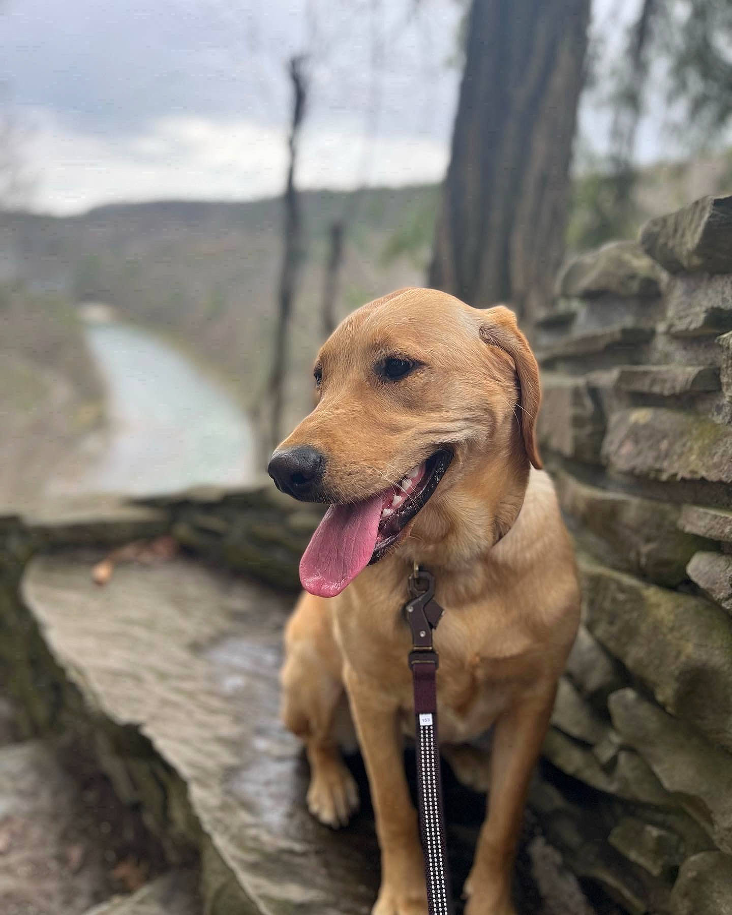 Amber joined the competition — help win amazing prizes! adventure, canidae, carnivore, cloud, collar, companion_dog, dog, dog_breed, dog_collar, dog_supply, fawn, gun_dog, leash, liver, pet_supply, plant, retriever, sky, tree, working_animal
