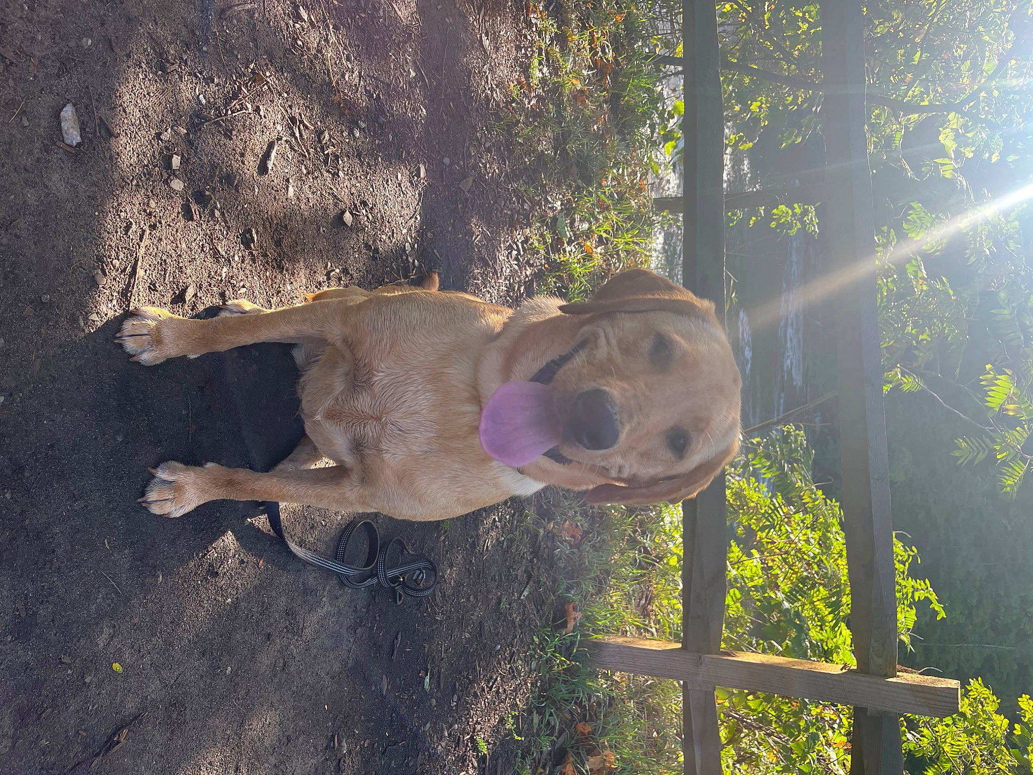 Amber joined the competition — help win amazing prizes! art, dog, dog_breed, fawn, grass, happy, landscape, organism, people_in_nature, plant, sculpture, shadow, snout, sporting_group, sunlight, tail, tints_and_shades, tree, trunk, wood