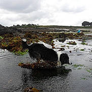 Banko participe au concours pour gagner de l'argent avec cette photo : dog, water, seaweed, rocks, shore, outdoor, nature, animal, black_and_white, wet, cloudy_sky, person, landscape, coast, tide_pools, moss, exploration, canine, shallow_water, overcast
