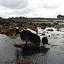 dog, water, seaweed, rocks, shore, outdoor, nature, animal, black_and_white, wet, cloudy_sky, person, landscape, coast, tide_pools, moss, exploration, canine, shallow_water, overcast