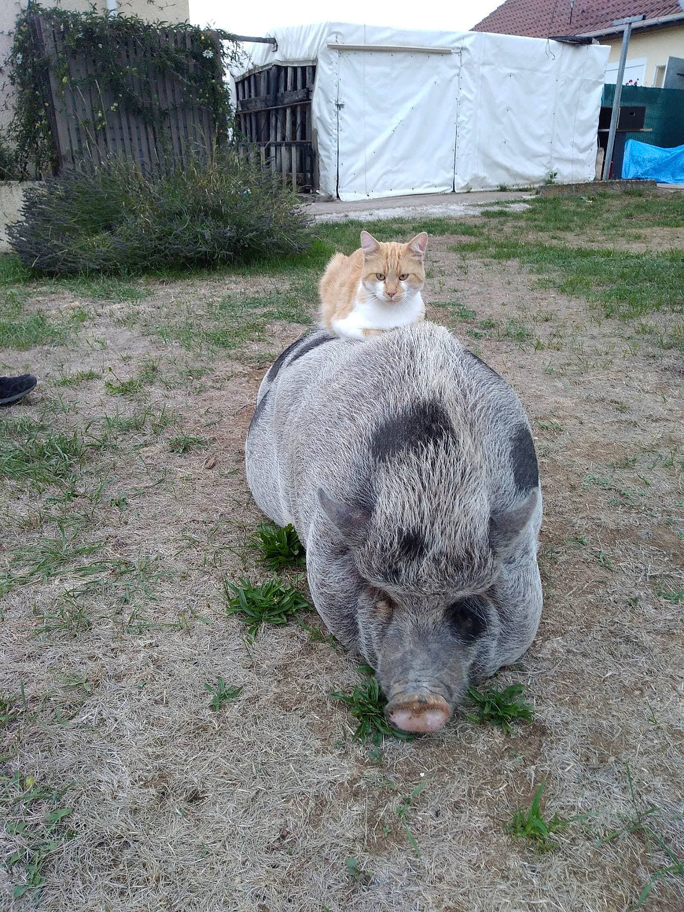 Charlotte participe au concours pour gagner de l'argent avec cette photo : cat, felidae, grass, marsupial, wombat