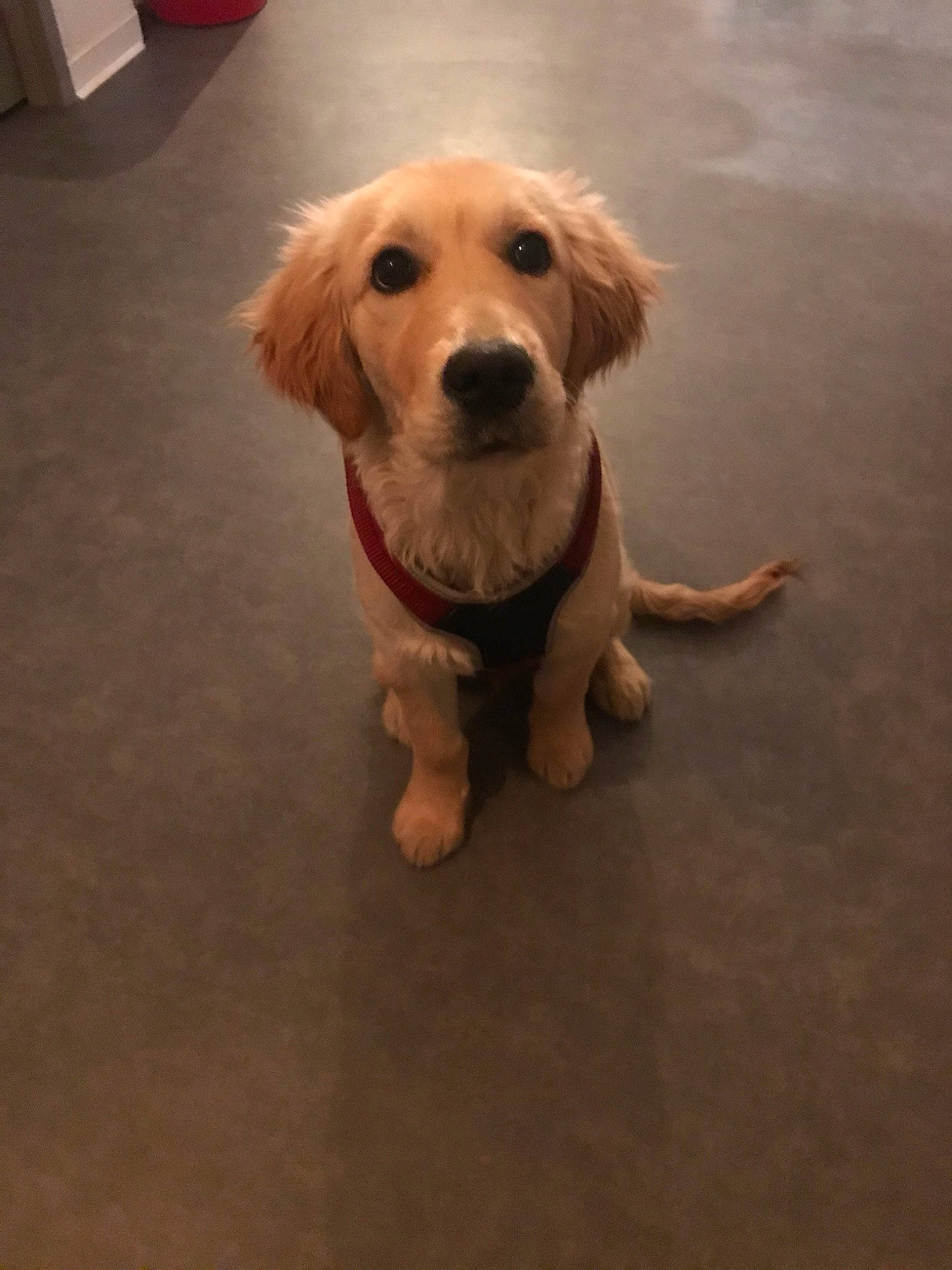 Poumbas a rejoint le concours — aidez-le/la à gagner de superbes lots ! beagador, canidae, carnivore, companion_dog, dog, dog_breed, fawn, golden_retriever, labrador_retriever, mammal, nose, paw, puppy, rare_breed_dog, retriever, small_greek_domestic_dog, snout, sporting_group, tail