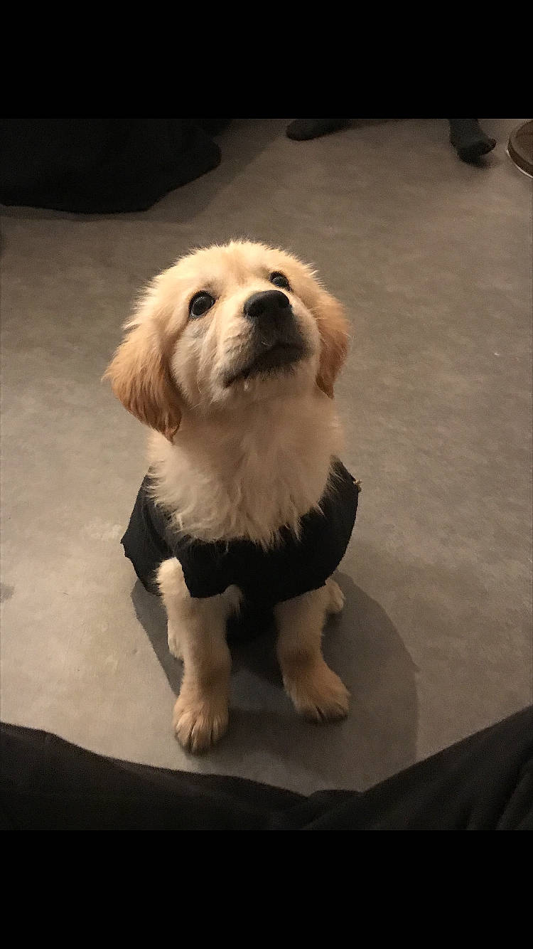 Poumbas participe au concours pour gagner de l'argent avec cette photo : canidae, carnivore, cavachon, cavapoo, companion_dog, dog, dog_breed, fur, lhasa_apso, mammal, morkie, norfolk_terrier, puppy, puppy_love, rare_breed_dog, snout, sporting_group, tibetan_terrier, vertebrate