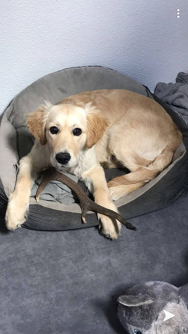 Poumbas a rejoint le concours — aidez-le/la à gagner de superbes lots ! beagador, canidae, carnivore, companion_dog, dog, dog_breed, fawn, golden_retriever, labrador_retriever, mammal, puppy, retriever, saluki, small_greek_domestic_dog, snout, sporting_group, vertebrate