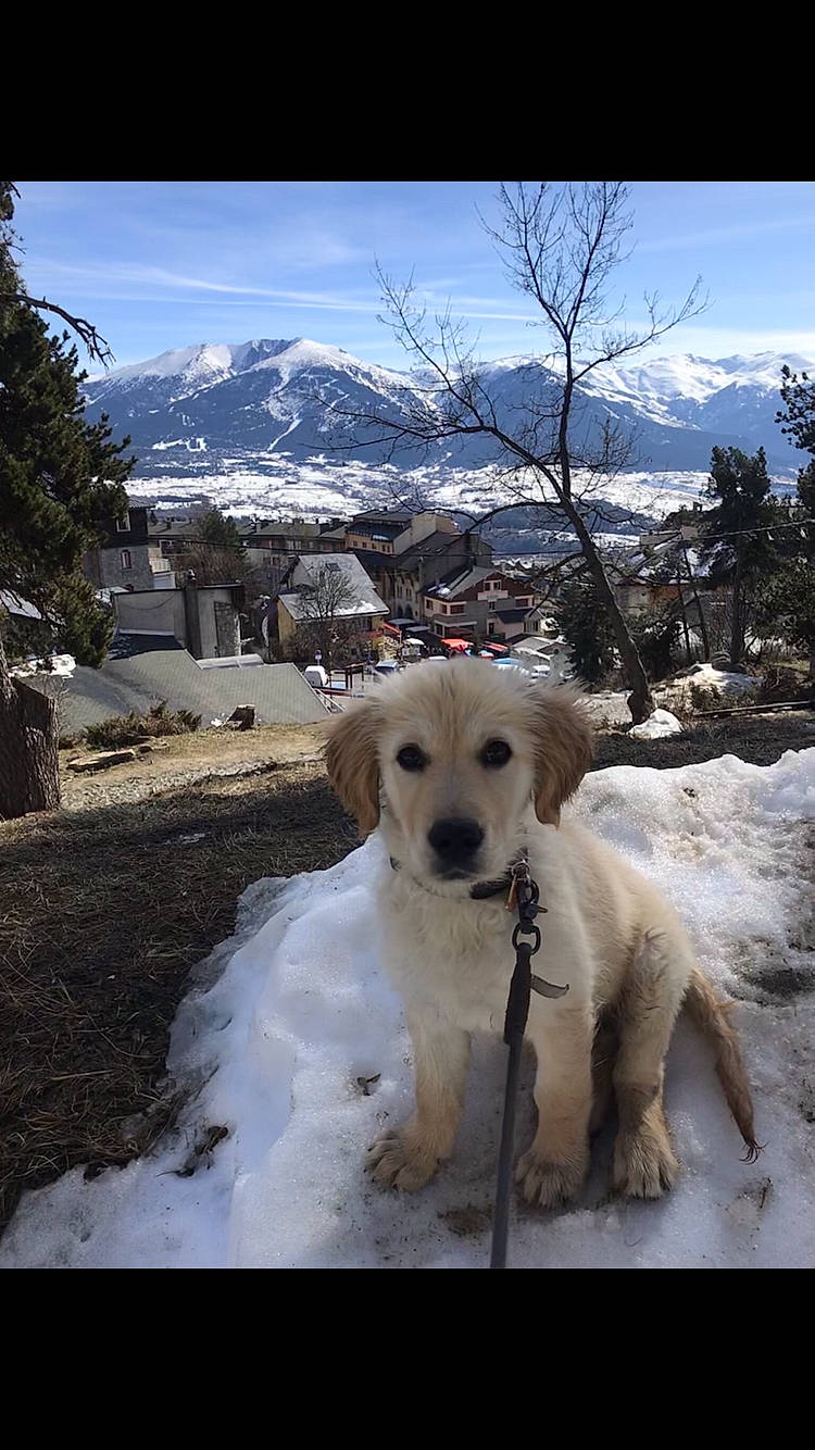 Poumbas a rejoint le concours — aidez-le/la à gagner de superbes lots ! akbash_dog, canidae, carnivore, companion_dog, dog, dog_breed, geological_phenomenon, golden_retriever, labrador_retriever, livestock_guardian_dog, mammal, rare_breed_dog, retriever, slovak_cuvac, snout, snow, sporting_group, winter