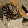 Tilly is registered to the contest to win money with this photo: animal, box, brown, cardboard, cat, curious, cute, ears, feline, floor, indoor, kitten, looking_up, paws, pet, resting, small, striped, tabby, whiskers