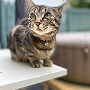 Tilly is registered to the contest to win money with this photo: animal, bell, blurred_background, cat, closeup, collar, curious, domestic_cat, feline, focused, fur, green_eyes, outdoor, pet, portrait, sitting, soft_light, tabby, table, whiskers