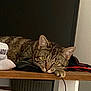 Tilly joined the competition — help win amazing prizes! animal, black_object, cable, cat, cozy, ears, electronics, fabric, feline, fur, household, indoor, looking_at_camera, pet, relaxed, resting, tabby_cat, whiskers, wooden_shelf, yellow_eyes