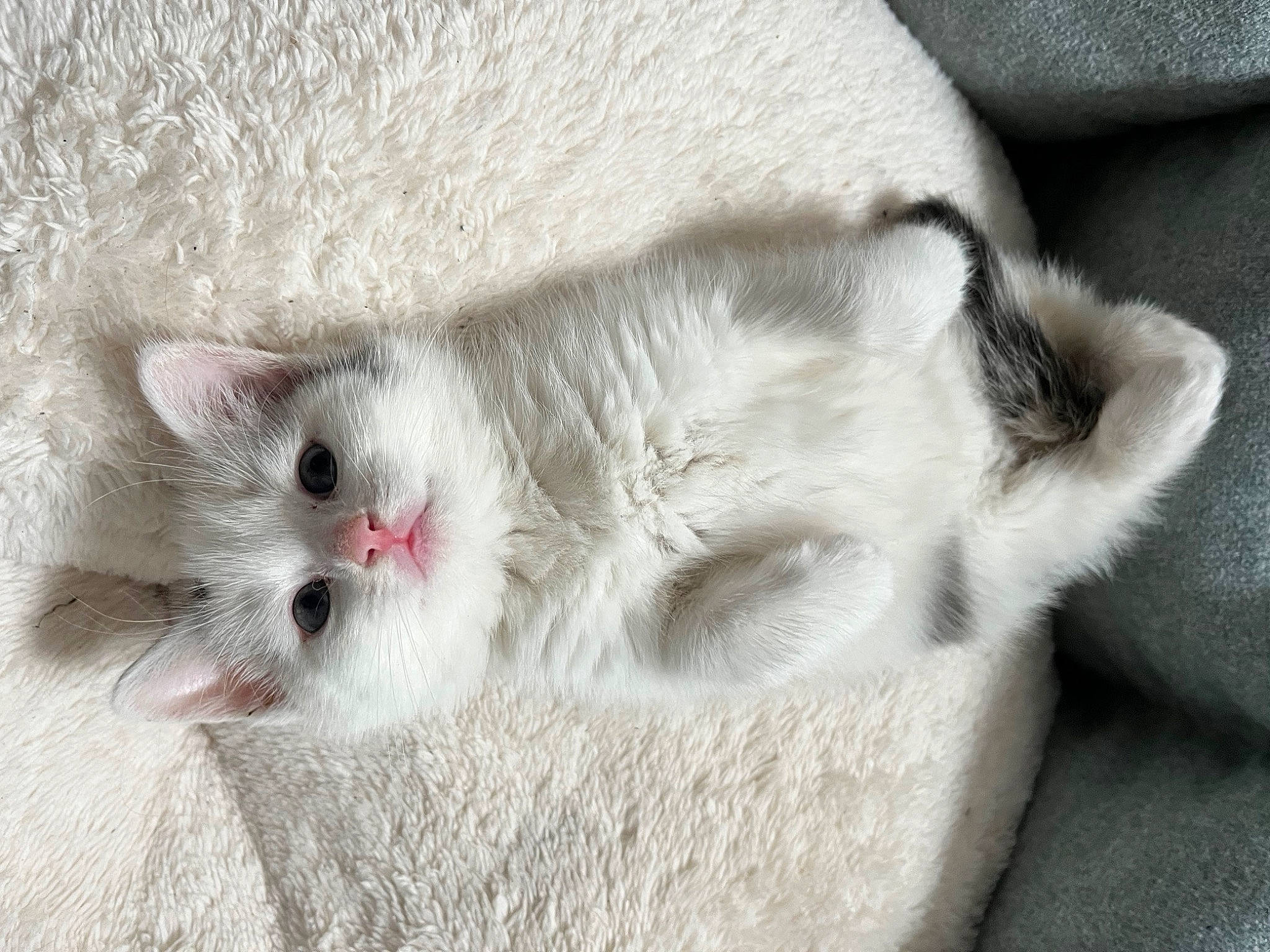 Moon a rejoint le concours — aidez-le/la à gagner de superbes lots ! carnivore, cat, claw, comfort, domestic_short_haired_cat, eye, felidae, fur, no_expression, paw, small_to_medium_sized_cats, snout, tail, terrestrial_animal, whiskers