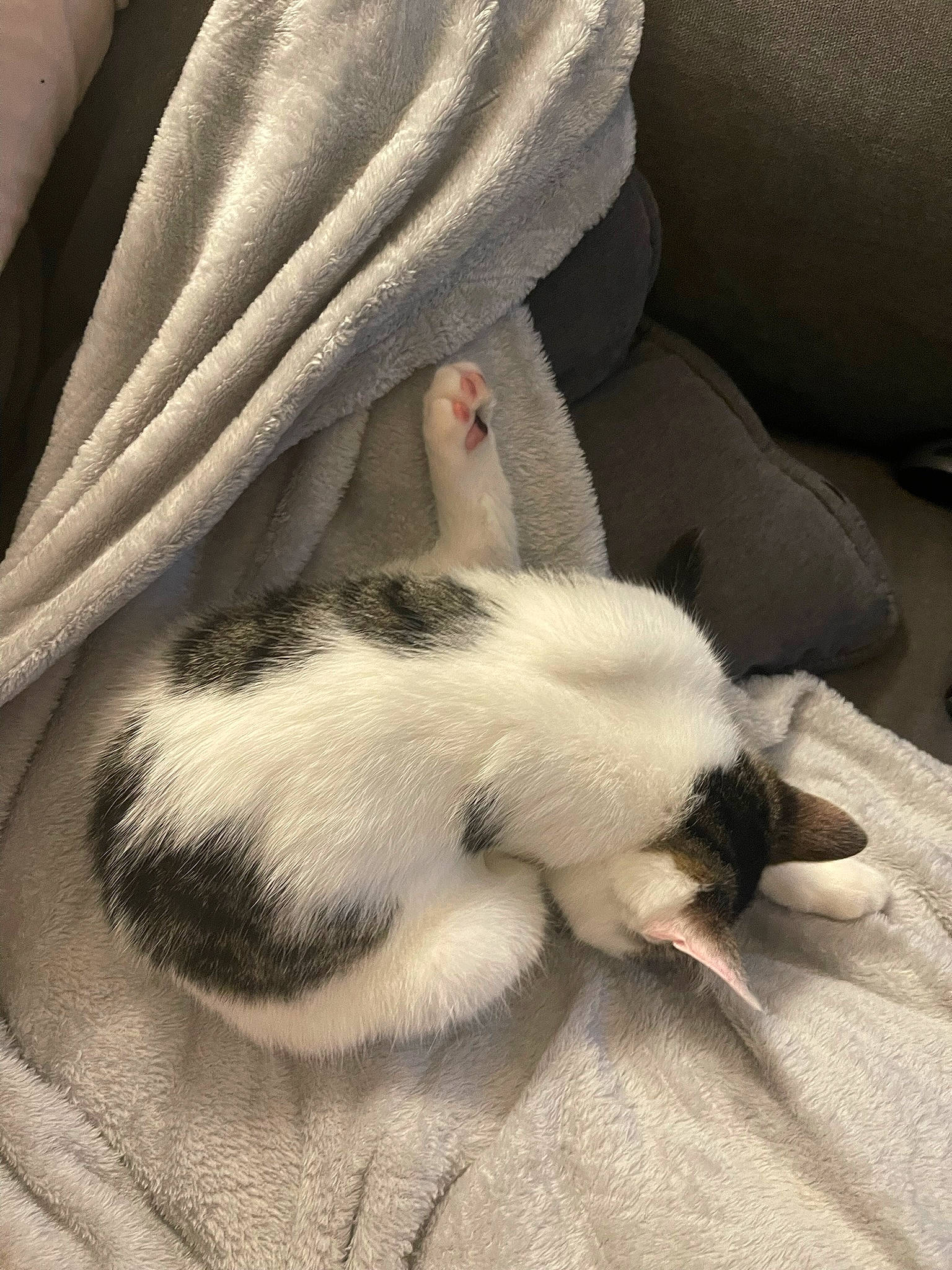 Prada is registered to the contest to win money with this photo: canidae, carnivore, cat, claw, comfort, companion_dog, dog_breed, domestic_short_haired_cat, fawn, felidae, foot, fur, linens, nap, paw, sleep, small_to_medium_sized_cats, sporting_group, tail, whiskers