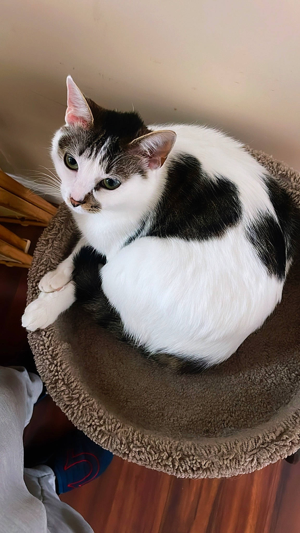 Prada joined the competition — help win amazing prizes! carnivore, cat, cat_supply, collar, comfort, domestic_short_haired_cat, eye, felidae, fur, paw, pet_supply, sitting, small_to_medium_sized_cats, tail, whiskers, wood