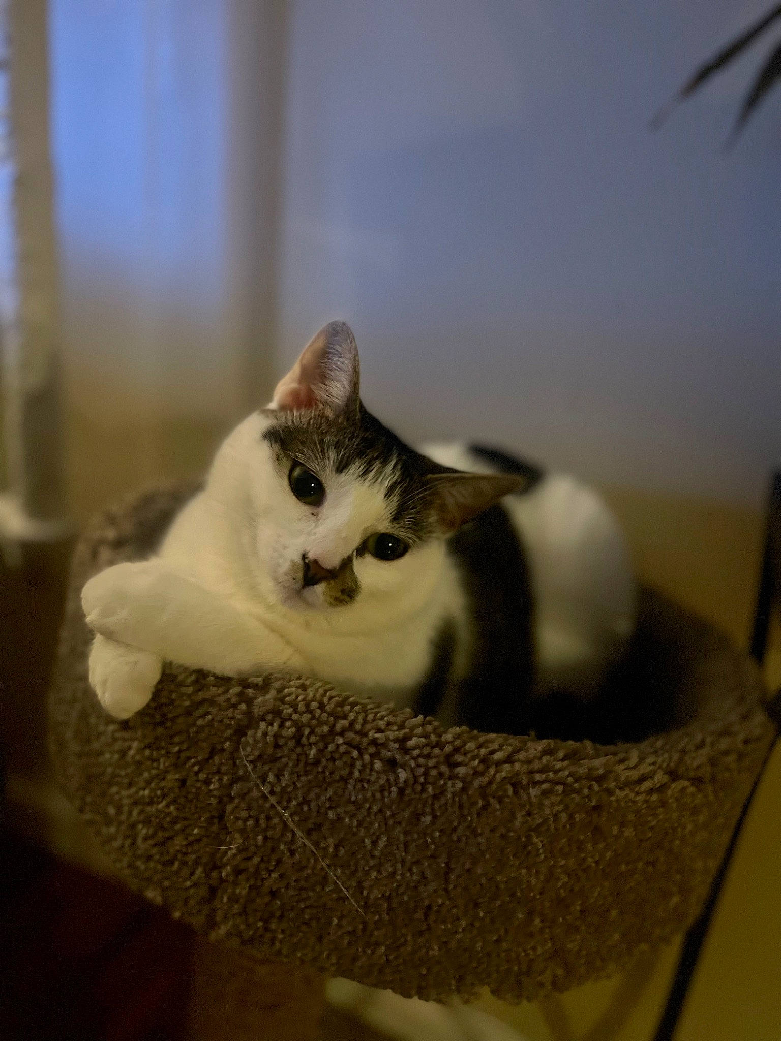 Prada joined the competition — help win amazing prizes! box, cardboard, carnivore, cat, cat_bed, cat_furniture, cat_supply, comfort, domestic_short_haired_cat, felidae, fur, paw, pet_supply, room, small_to_medium_sized_cats, snout, tail, whiskers, window, wood