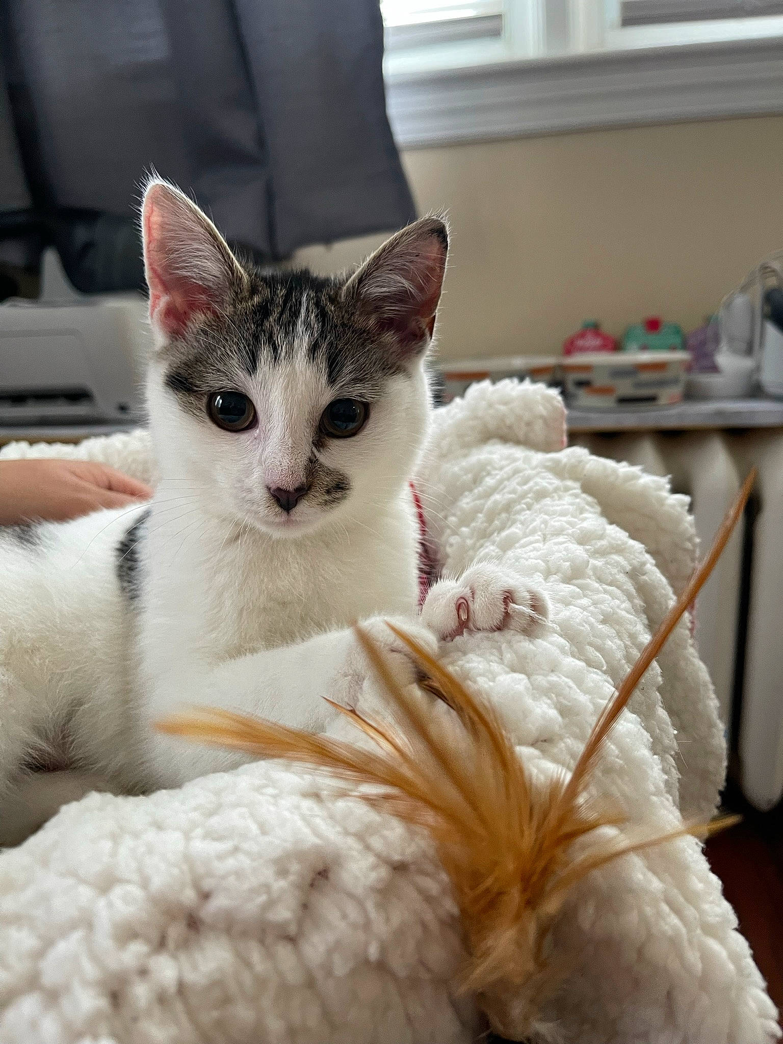 Prada joined the competition — help win amazing prizes! carnivore, cat, claw, comfort, domestic_short_haired_cat, fawn, felidae, foot, fur, linens, nap, paw, sitting, small_to_medium_sized_cats, tail, whiskers, window